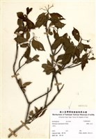 藏品(狹瓣八仙花)的圖片